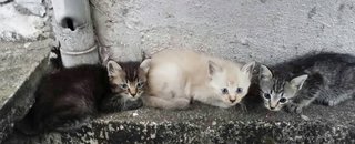 3 Kittens - Siamese Cat