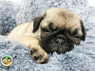 Quality Male Pug Puppy1 - Pug Dog