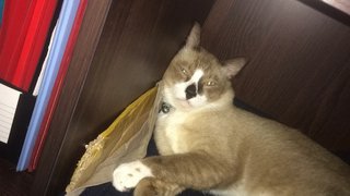 Momot - Siamese + Tabby Cat