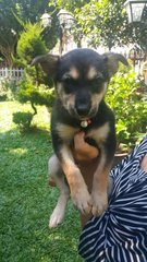 Kimi, Macie  - Mixed Breed Dog
