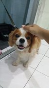 Girlgirl - Cavalier King Charles Spaniel Dog