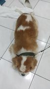 Girlgirl - Cavalier King Charles Spaniel Dog