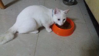 Jojo - Domestic Short Hair Cat