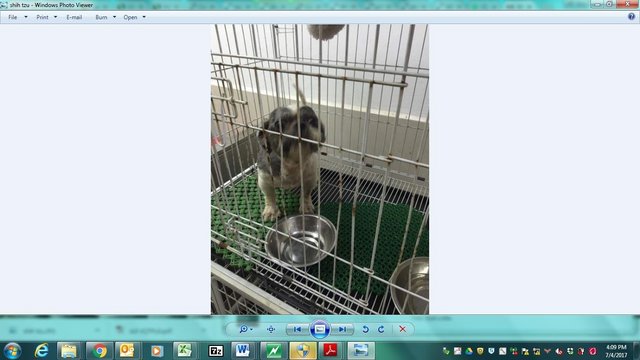 Found And For Adoption - Shih Tzu + Australian Terrier Dog