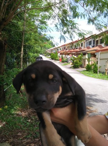 Puppies 3 Male M.b Rottweiler - Mixed Breed Dog