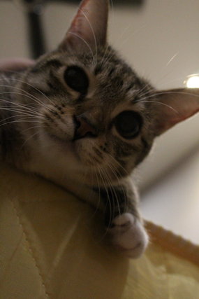 Pheobe  - Domestic Short Hair Cat