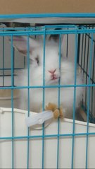 肥肥 - Bunny Rabbit Rabbit