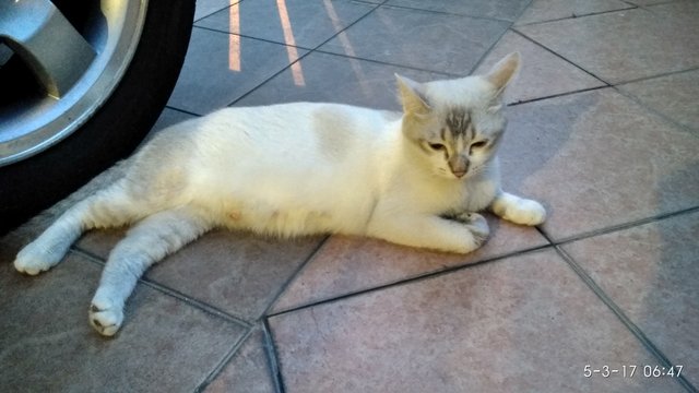 Miumiu, Miko &amp; Snow - Domestic Short Hair + Persian Cat