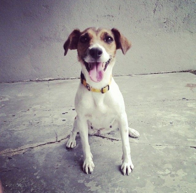 Button - Jack Russell Terrier Dog