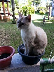 Bowee - Domestic Short Hair Cat