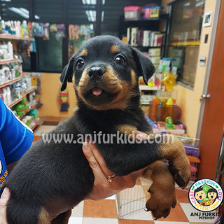 Female Rottweiler Puppy1 - Rottweiler Dog