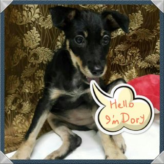 Dory (Adopted) - Mixed Breed Dog