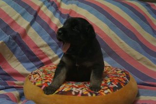 Fatty Golden Retrievers For Adoption - Golden Retriever + Labrador Retriever Dog