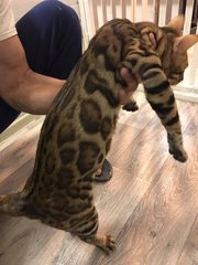 2 Bengal Cats - Bengal Cat