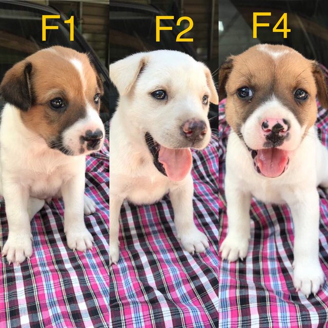 Puppies For Adoption :) - Mixed Breed Dog