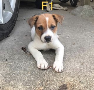 Puppies For Adoption :) - Mixed Breed Dog