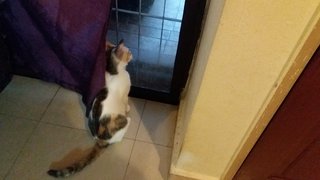 Bella - Domestic Short Hair + Calico Cat