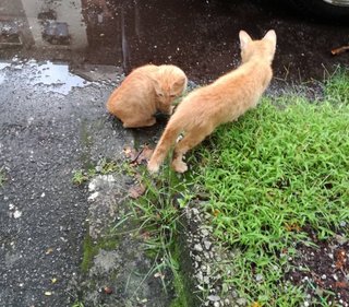 2 Golden Cuties  - Domestic Medium Hair Cat