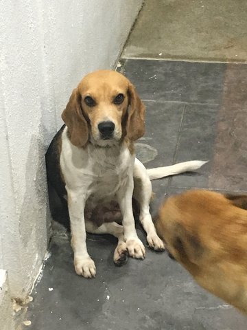 Ginger - Beagle Dog