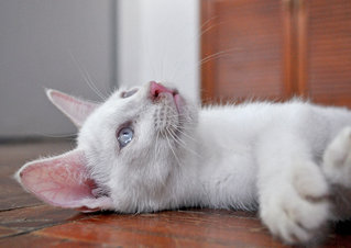 ♥ Demetrius (Albino) ♥ - Domestic Medium Hair Cat