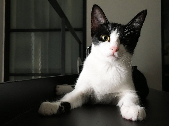 Joey - Tuxedo Cat