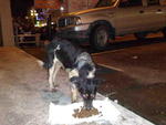 Lost &amp; Found~ Dog Near Tesco Ampang - Spitz Mix Dog