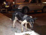 Lost &amp; Found~ Dog Near Tesco Ampang - Spitz Mix Dog