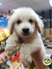Adorable Male Golden Retriever Puppy  - Golden Retriever Dog