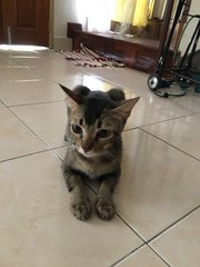Bailey - Domestic Short Hair Cat