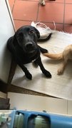 Luna - Labrador Retriever Mix Dog