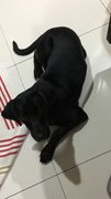 Luna - Labrador Retriever Mix Dog