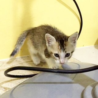 Cutie - Domestic Short Hair Cat