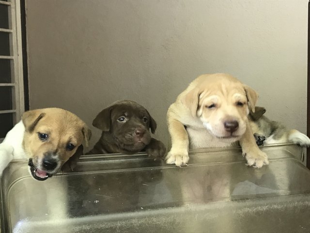 Happy 6 Puppies - Mixed Breed Dog