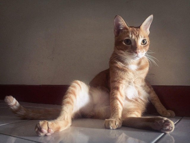 Toranj &amp; Naranj - Domestic Medium Hair Cat