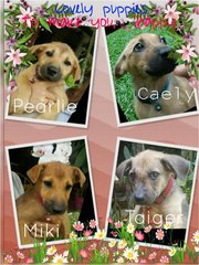 Parlie, Miki, Caely, Taiger - Mixed Breed Dog