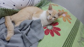 Ning - Domestic Medium Hair + Domestic Short Hair Cat