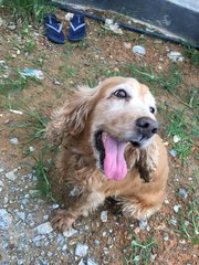 Cooker - Cocker Spaniel Dog