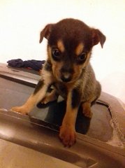 Puppy ( Adopted ) - Mixed Breed Dog