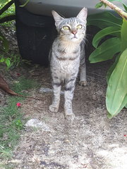 Missing Around Sec19 Pj With Red Collar - Domestic Short Hair Cat