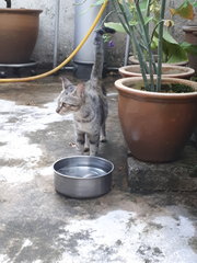 Missing Around Sec19 Pj With Red Collar - Domestic Short Hair Cat