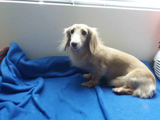 Sami (Long Hair Daushund) - Dachshund Dog