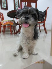 Sushi - Shih Tzu Dog