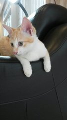 Yellow Kitten - Domestic Short Hair Cat