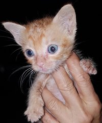 Baby Kittens - Domestic Short Hair Cat