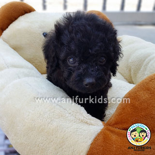 Pearl Black1 Female Tiny Toy Poodle Puppy - Poodle Dog