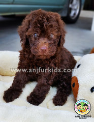 Quality Dark Chocolate1 Male Toy Poodle  - Poodle Dog