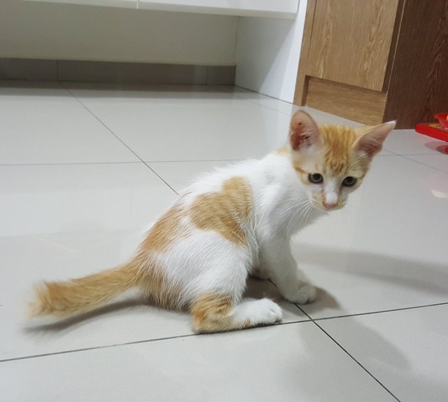 Romeo - Domestic Short Hair Cat
