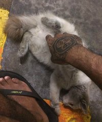Just Rescued - Domestic Medium Hair Cat