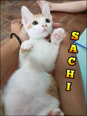 Sachi, means from the sun (adopted)