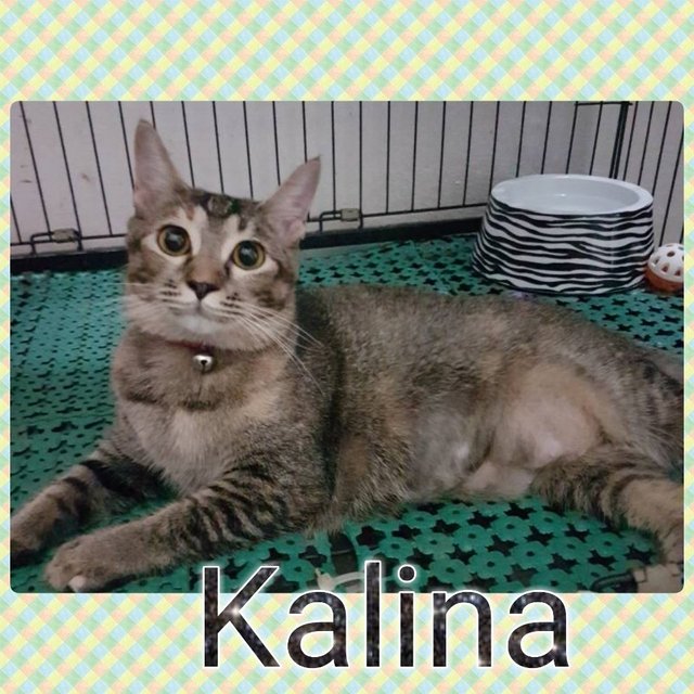 Kalina, Means Flower (Spayed) - Tabby Cat